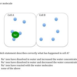 Diffusion and osmosis problems answer key