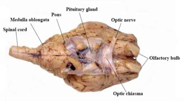 Sheep brain ventral view labeled