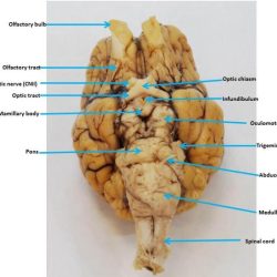 Sheep brain ventral view labeled