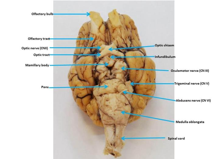 Sheep brain ventral view labeled