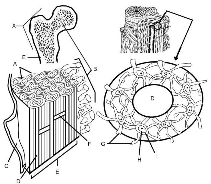 Color the bone matrix answer key