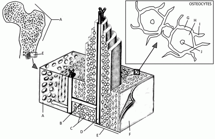 Color the bone matrix answer key