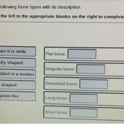 Color the bone matrix answer key