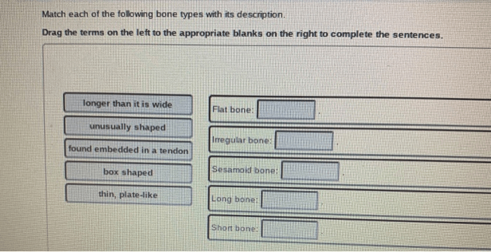 Color the bone matrix answer key