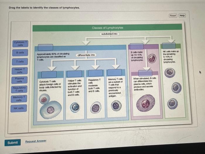 Drag the labels to identify the classes of lymphocytes.