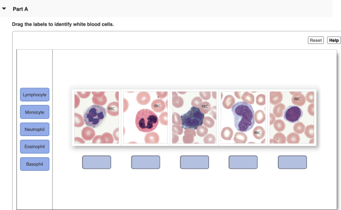 Identify drag labels onto diagram blood components choices cells solved basophil