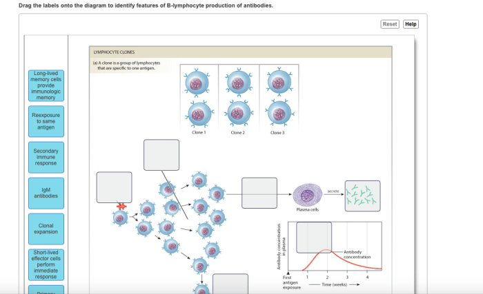 Drag the labels to identify the classes of lymphocytes.